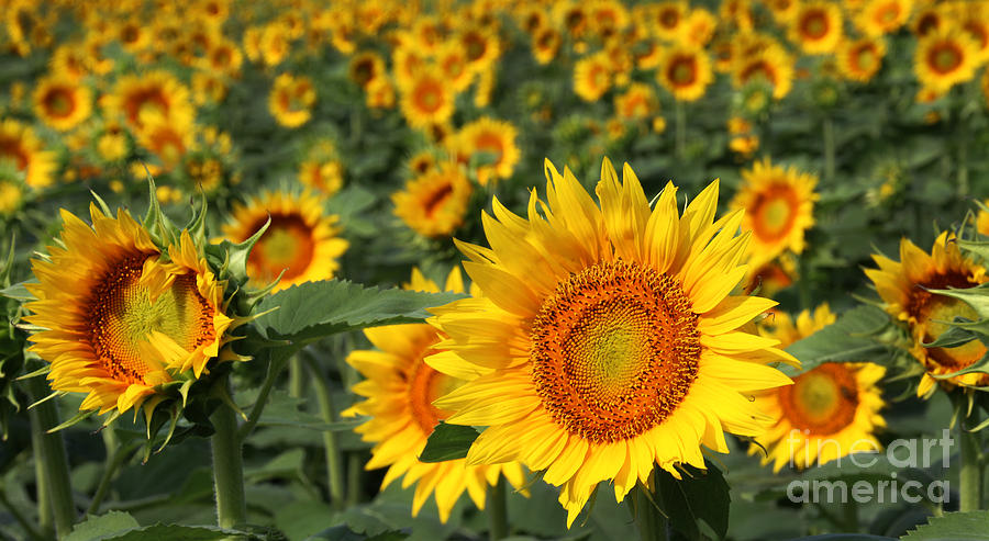 Sunflower Photograph - Kansas Sunflowers - 2595 by Gary Gingrich Galleries