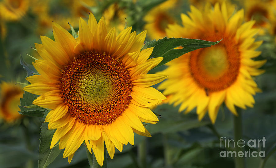 Sunflower Photograph - Kansas Sunflowers - 2597 by Gary Gingrich Galleries