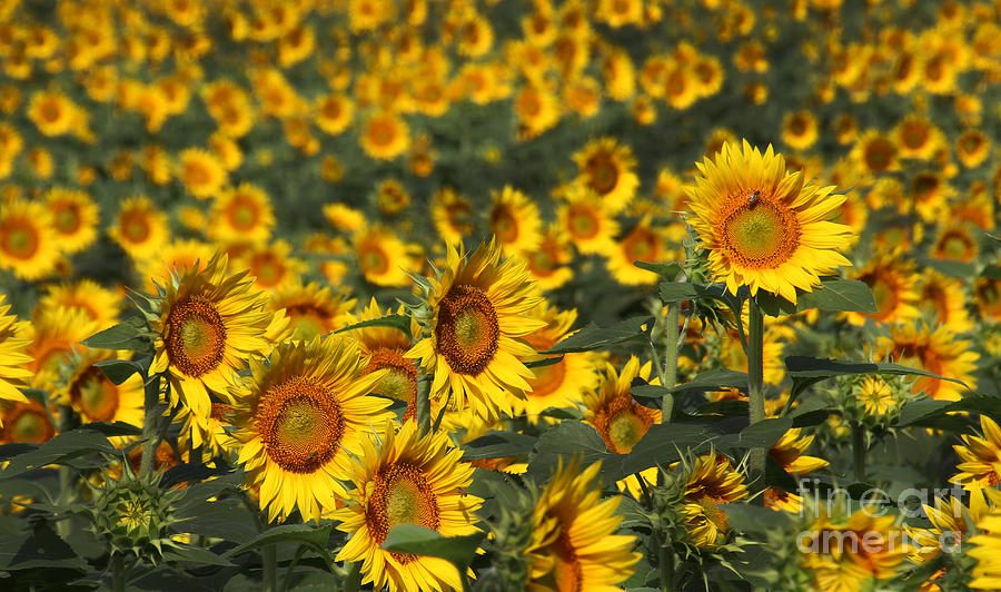 Sunflower Photograph - Kansas Sunflowers - 2601 by Gary Gingrich Galleries