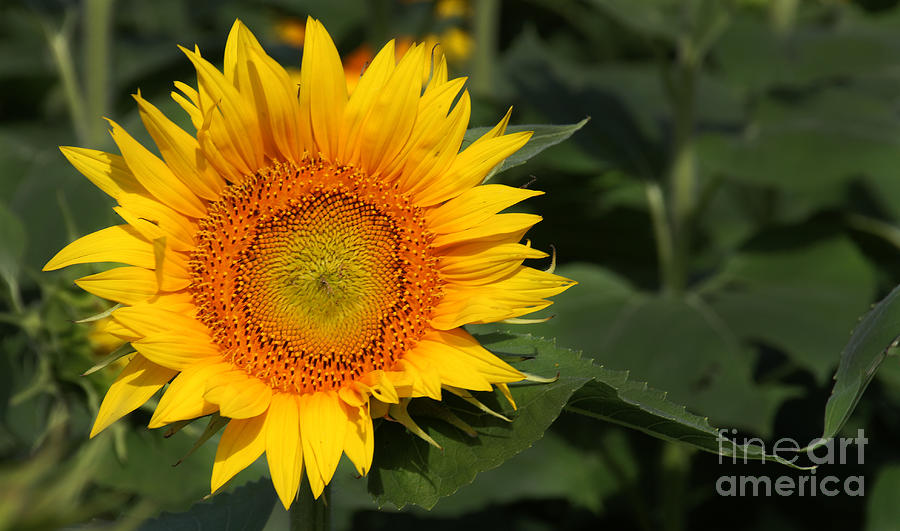 Sunflower Photograph - Kansas Sunflowers - 2639 by Gary Gingrich Galleries