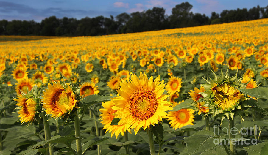 Sunflower Photograph - Kansas Sunflowers - 2655 by Gary Gingrich Galleries