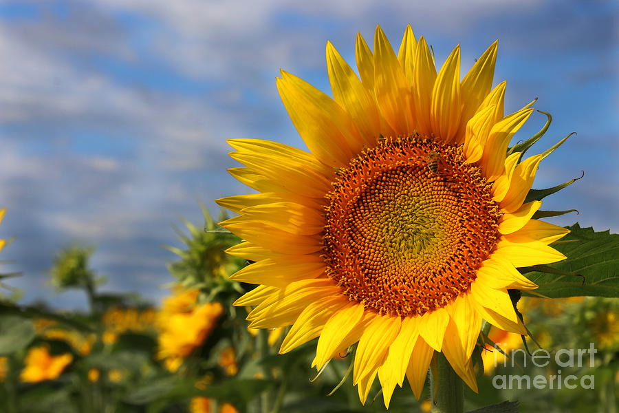 Sunflower Photograph - Kansas Sunflowers - 3304 by Gary Gingrich Galleries