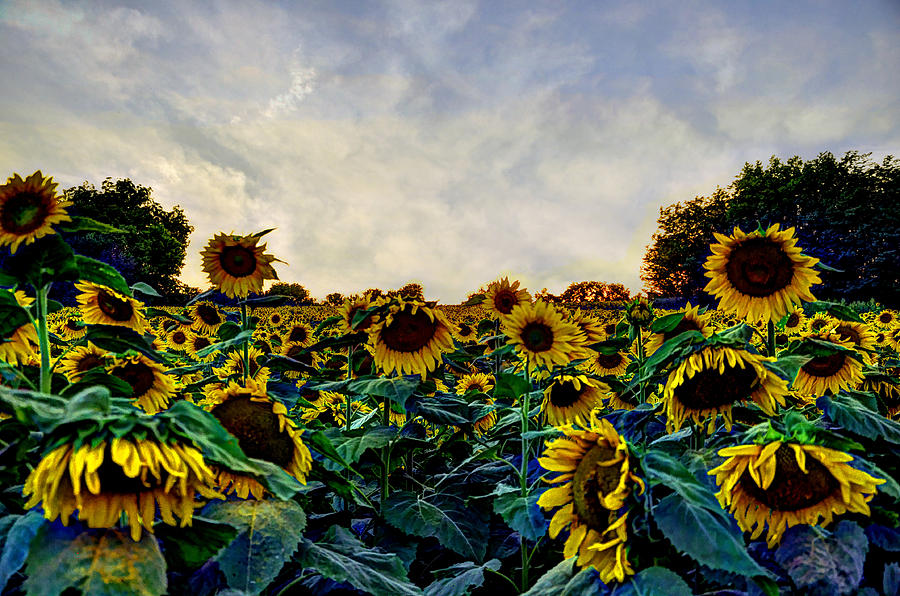 Sunset Photograph - Kansas Sunflowers by Jean Hutchison