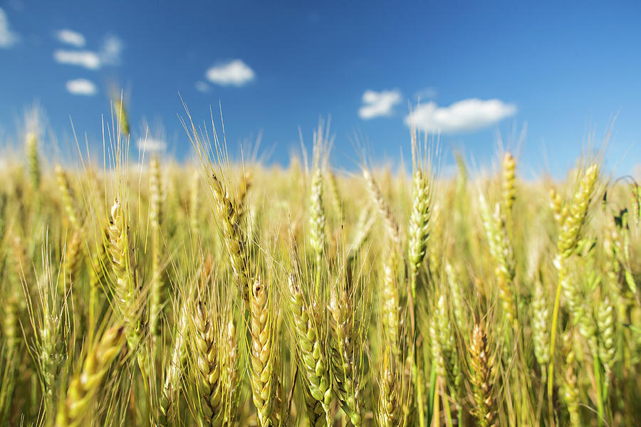 Kansas Wheat Photograph by Wesley Hitt