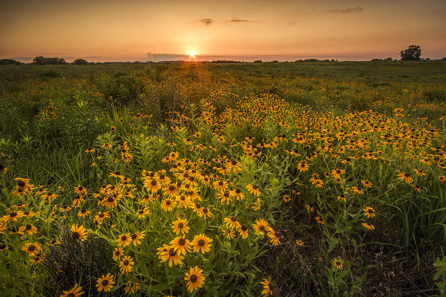 Kansas Wildflowers Photograph