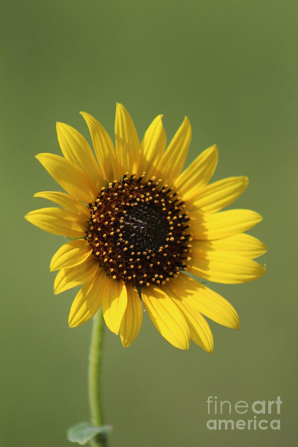Kansas Wildsunflower With Green Background Photograph