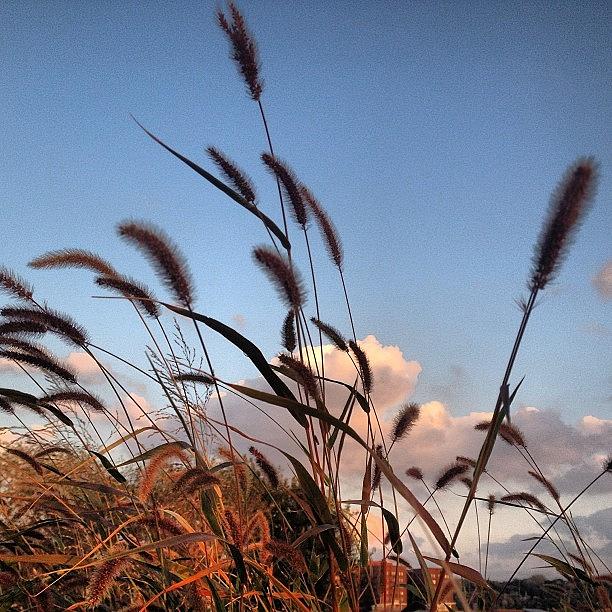Kansascity Photograph - #kansascity #wheat #bottoms by Elaine Ismert