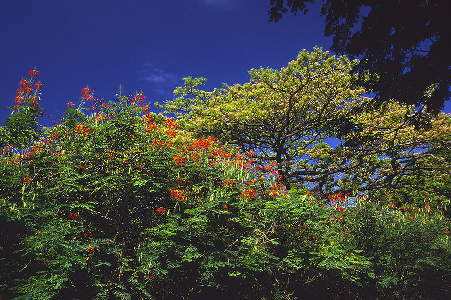Kapiolani Flora Photograph by Morris McClung