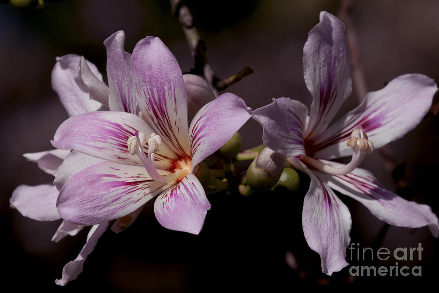 Kapok Bloom Photograph by Meg Rousher