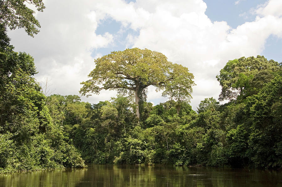 Kapok Tree (ceiba Pentandra) Photograph by Daniel Sambraus/science Photo Library