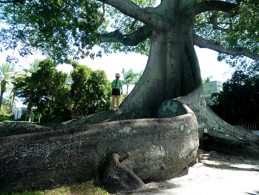 KapoK Tree Photograph by Roman Romanenko - Fine Art America