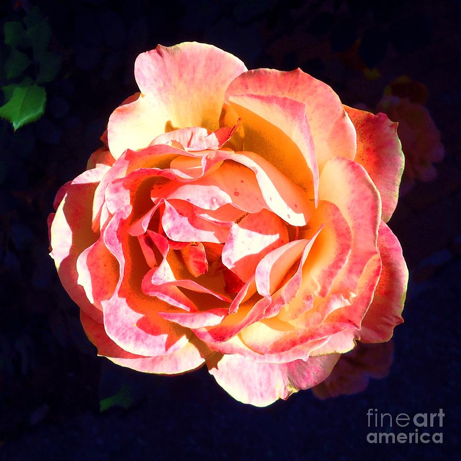 Rose Photograph - Karens Rose by Barbie Corbett-Newmin