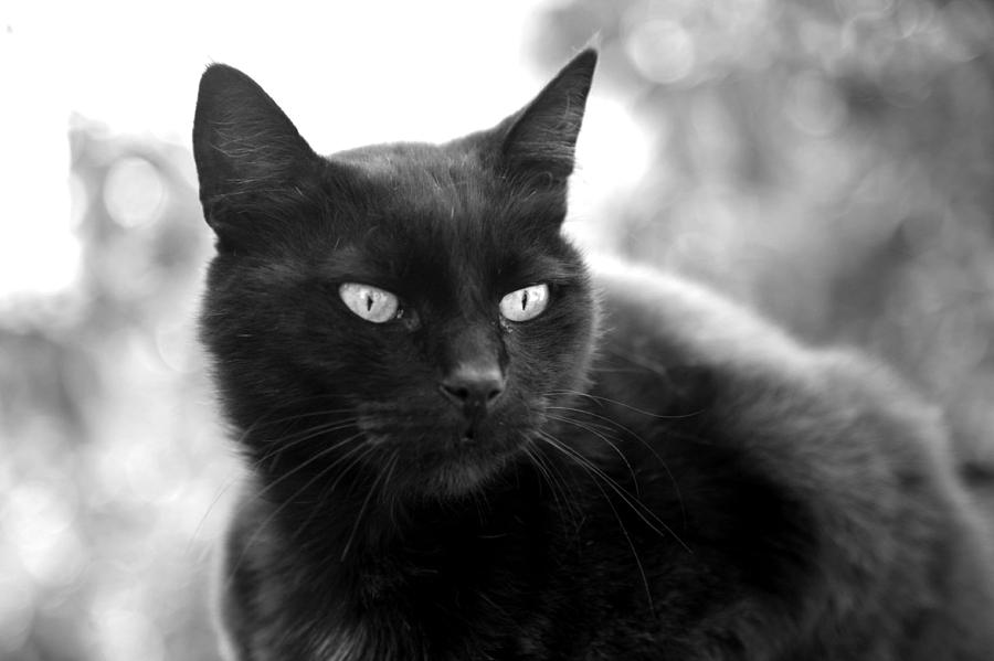 Karmi Black Cat Photograph by Jim Vance