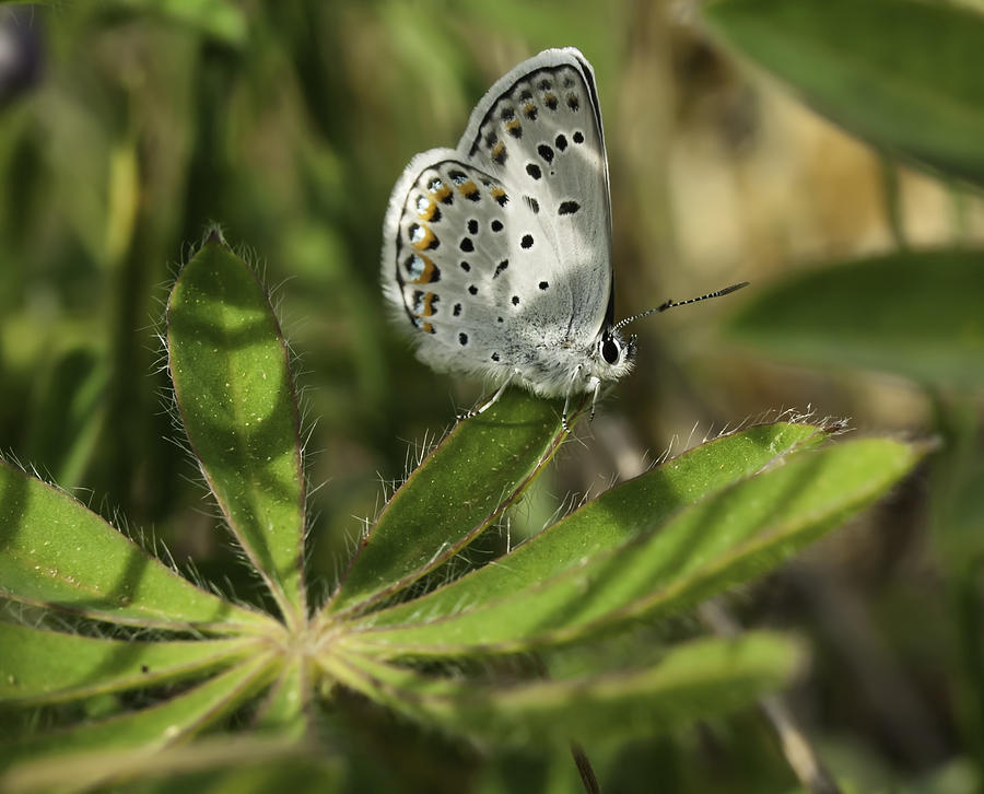 Karner Blue Photograph by Thomas Young