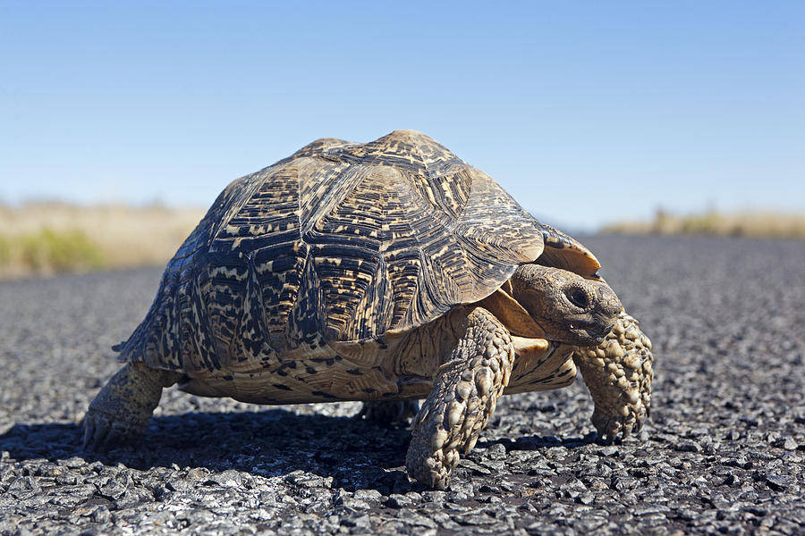 Karoo Cape Tortoise Photograph by M. Watson