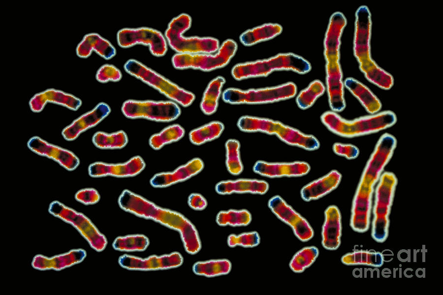 Karyotype Of Human Chromosomes Photograph by Scott Camazine