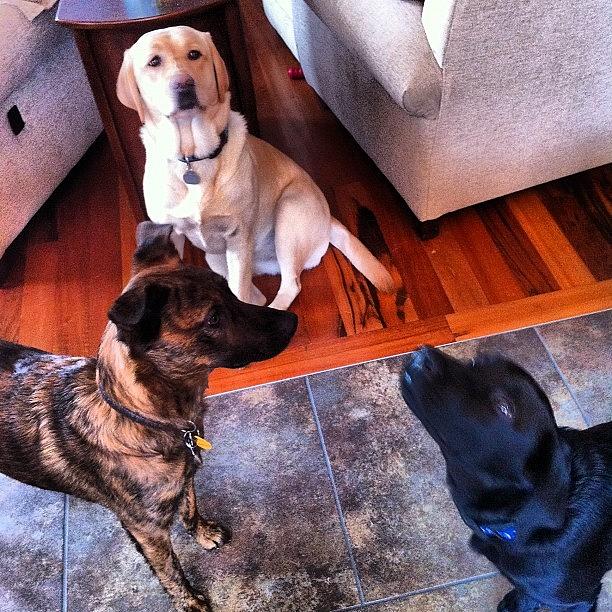 Katelyns Dogs Savanna, Leo, And Photograph by Hannah Wanous