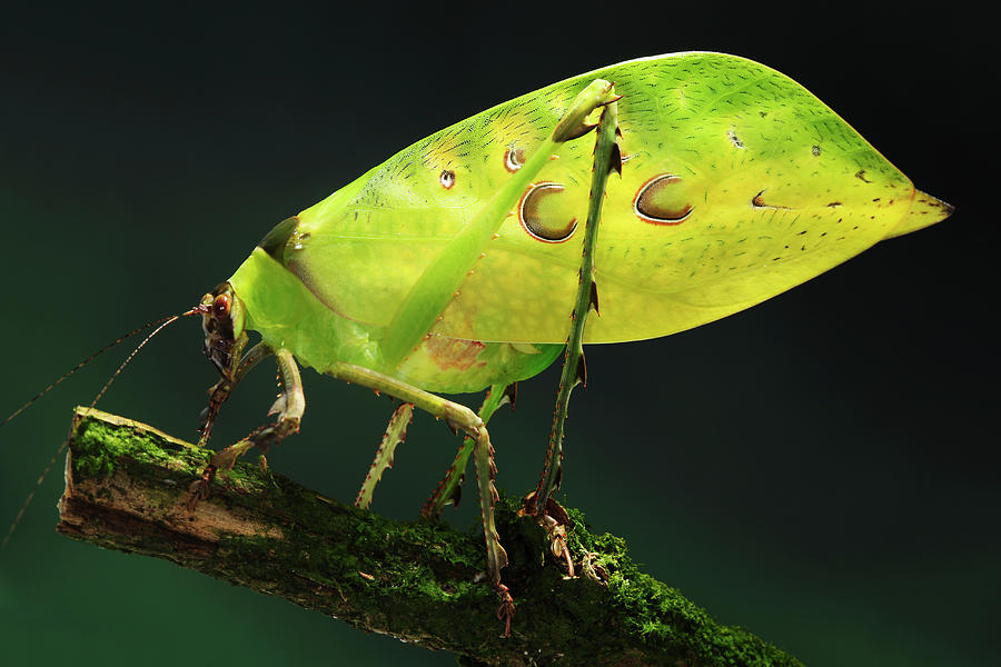 Grasshopper Photograph - Katydid (ancylecha Fenestrata) by Tomasz Litwin