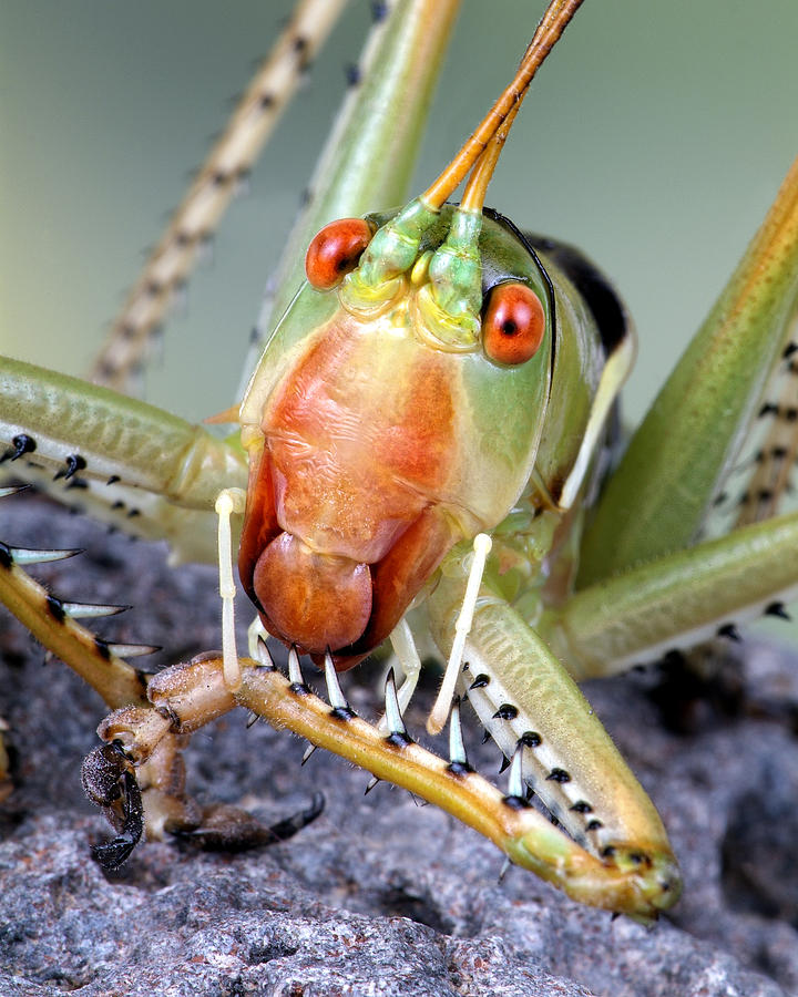 Katydid Cricket Photograph by Robert Jensen