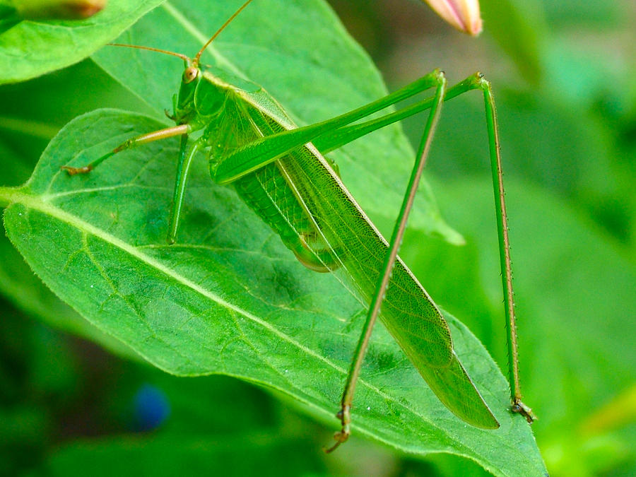 Katydid Photograph by Darwin Strong | Fine Art America