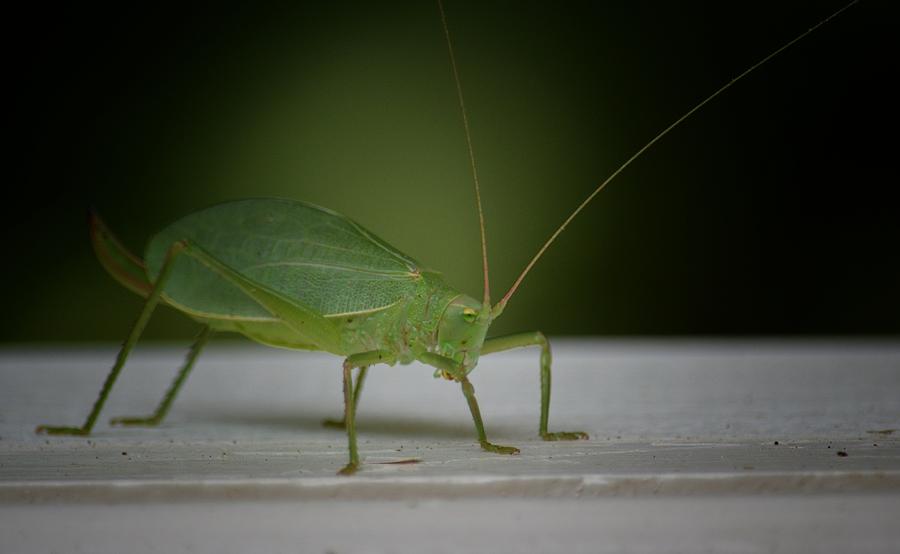 Katydid Green Photograph By Maria Urso - Fine Art America