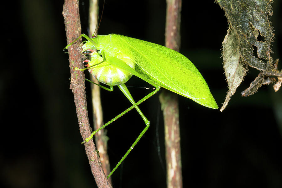 Cricket Photograph - Katydid Laying Eggs by Dr Morley Read