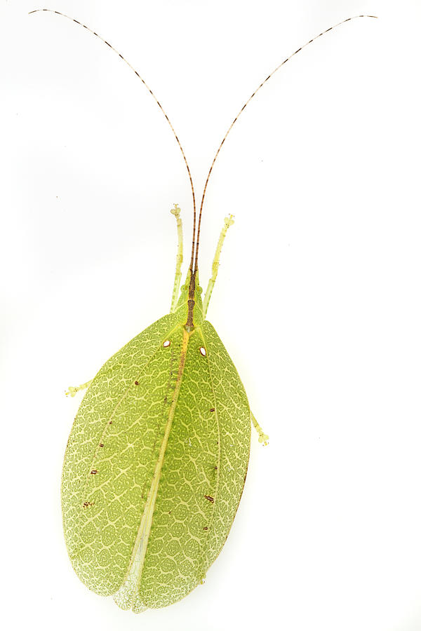 Katydid Mimiking A Leaf Gorongosa Photograph by Piotr Naskrecki