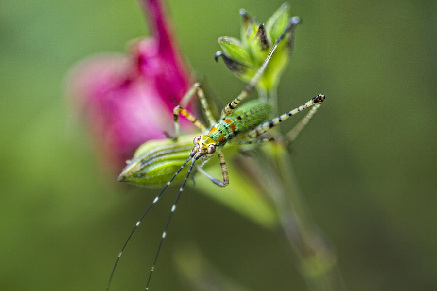 Insects Photograph - Katydid Nymph by Tracy Thomas
