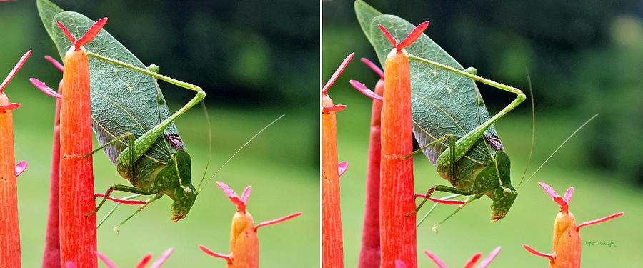 Katydid on Firesticks in Stereo Photograph by Duane McCullough