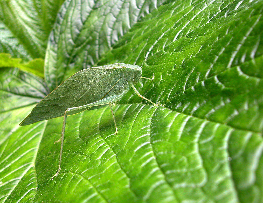 Katydid on Green Photograph by Rob Huntley