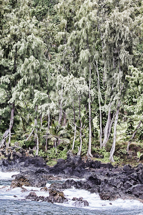 Tree Photograph - Kauai Coastline Hawaii by Douglas Barnard