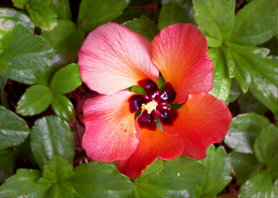 Kauai Flower Photograph by Phillip Garcia