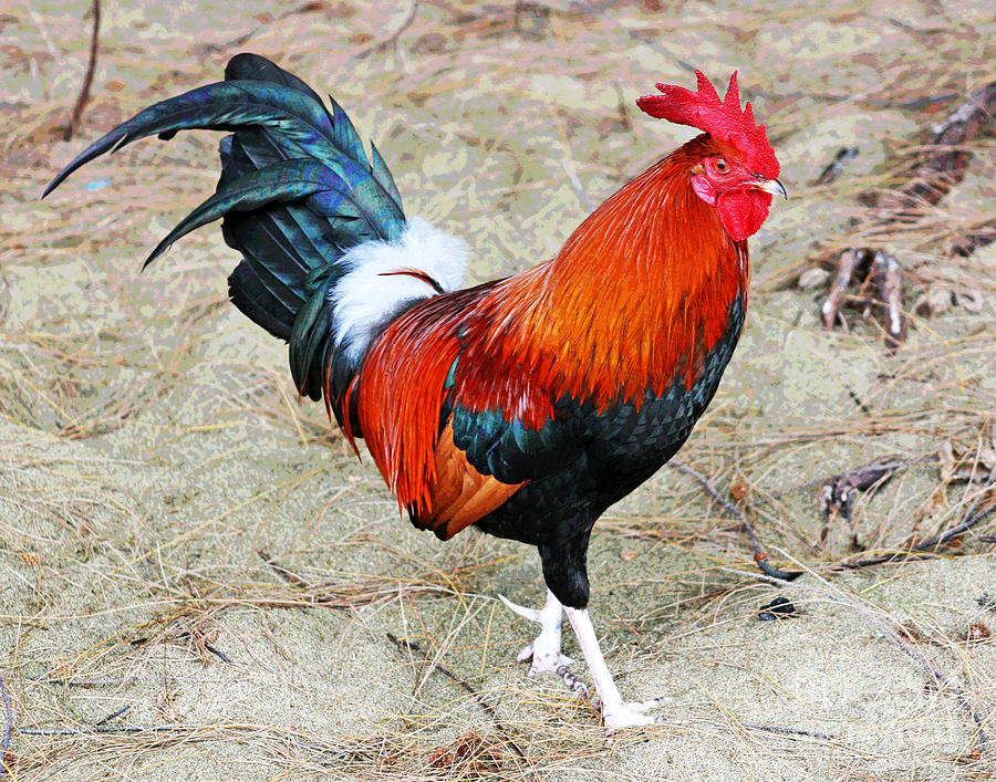 Kauai Rooster Photograph by Larry Oskin