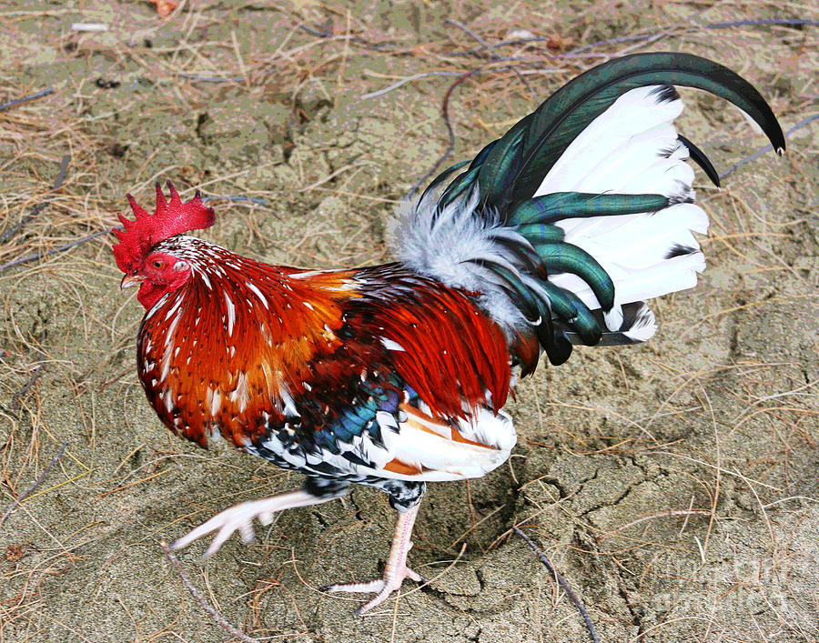 Kauai Rooster Parade Photograph by Larry Oskin