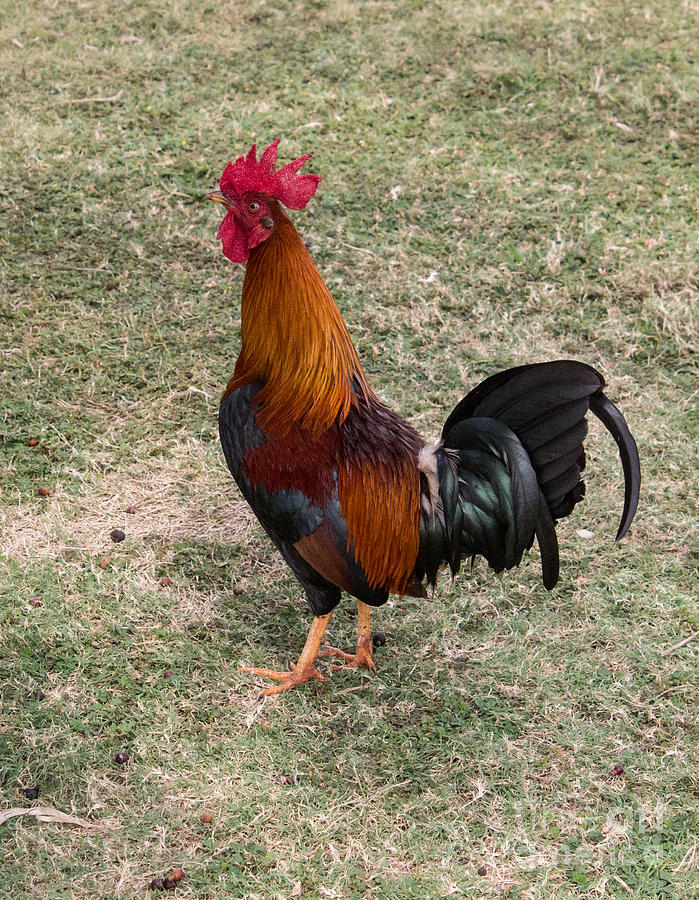 Kauai Rooster Photograph by Suzanne Luft | Fine Art America