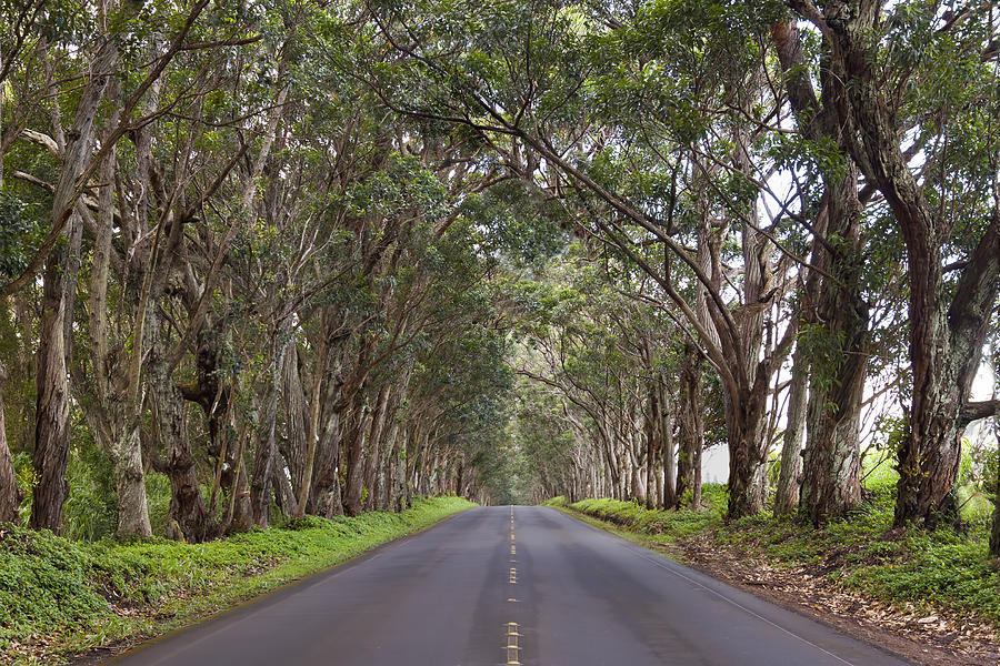 Kauai Tree Tunnel Road Photograph by Michael Yeager | Fine Art America