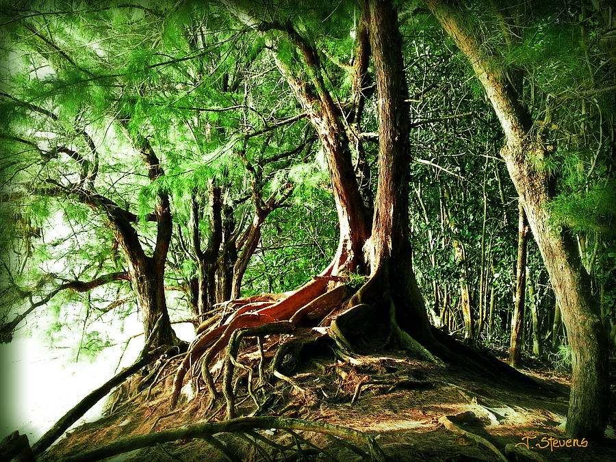 Napali Coast Photograph - Kauai Trees by Joseph J Stevens