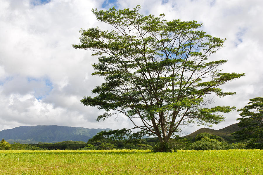 Kauai Umbrella Tree Photograph by Shane Kelly