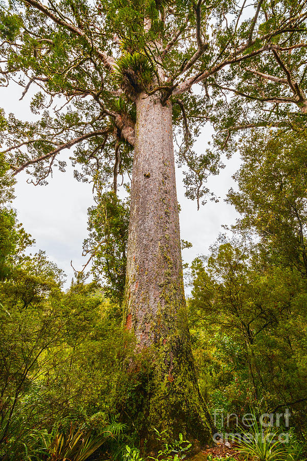 Tree Photograph - Kauri tree Waitakere Ranges New Zealand by Colin and Linda McKie