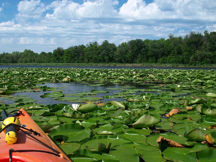Nature Photograph - Kayaking among the Waterlillies by James Peterson
