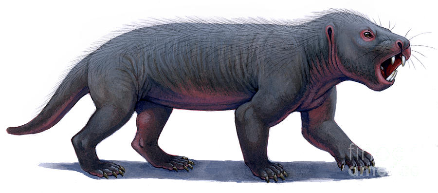 Kayentatherium, A Mammal-like Photograph By H. Kyoht Luterman - Fine 