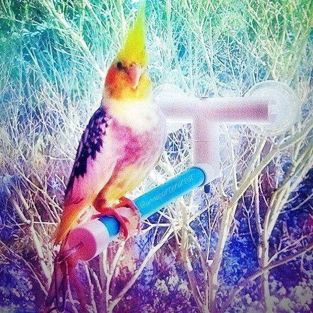 Bird Photograph - Kayla Is Such A Pretty Girl! Repost by Anna Porter