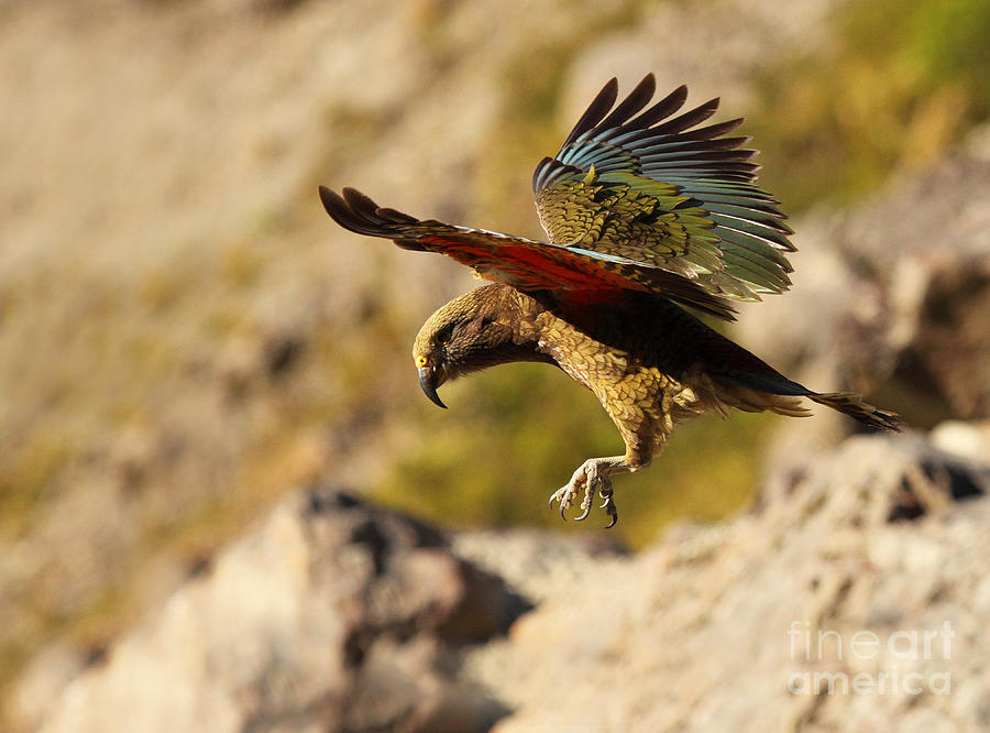 Kea Dropping From Sky Photograph by Max Allen