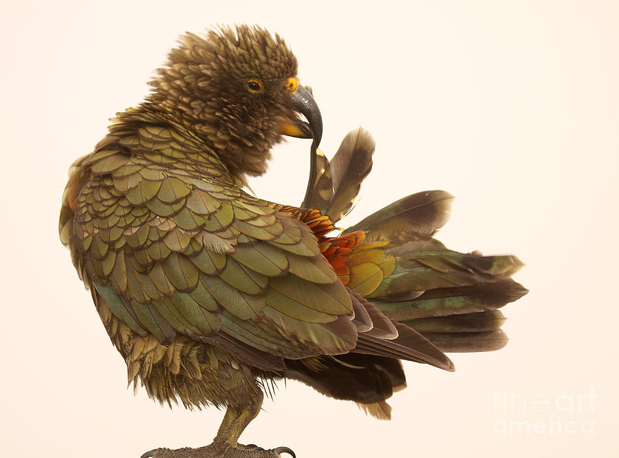 Kea Grooming Tail Photograph by Max Allen