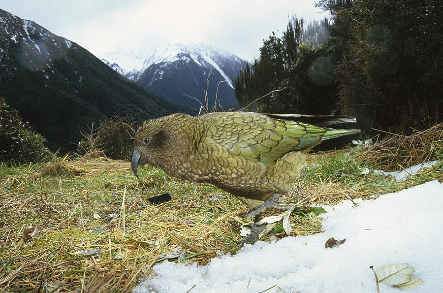 Kea Parrot Arthurs Pass National Park Photograph by Tui De Roy