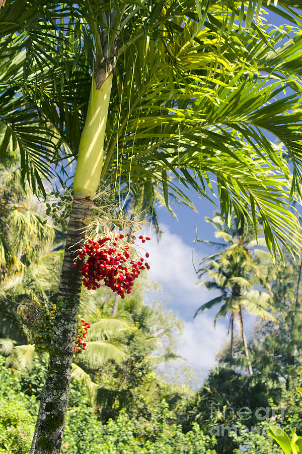 Keanae Palm Beauty Maui Hawaii Photograph by Sharon Mau