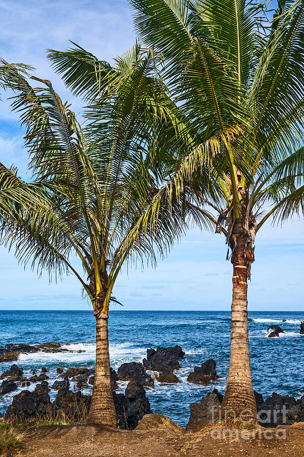 Tree Photograph - Keanae Palms - the rugged volcanic coast of the Keanae Peninsula in Maui. by Jamie Pham