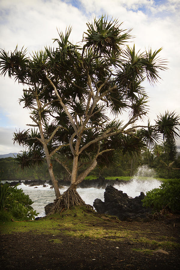 Road To Hana Photograph - Keanae Rd 2 by The Ecotone