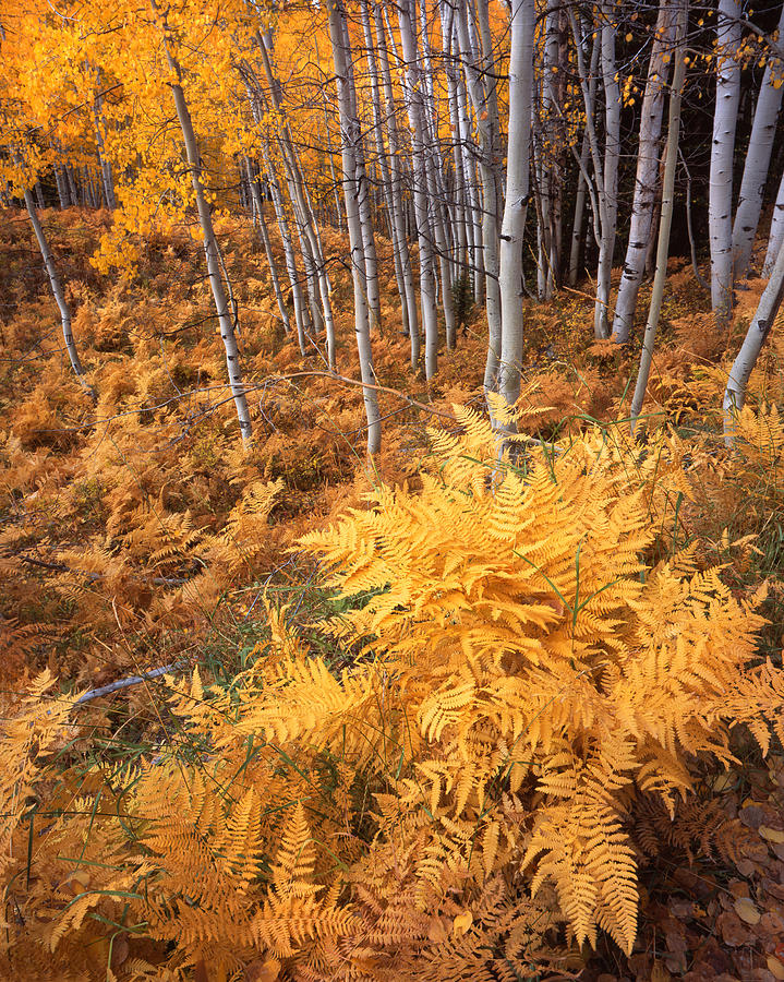 Kebler Pass Aspens Photograph by Ray Mathis