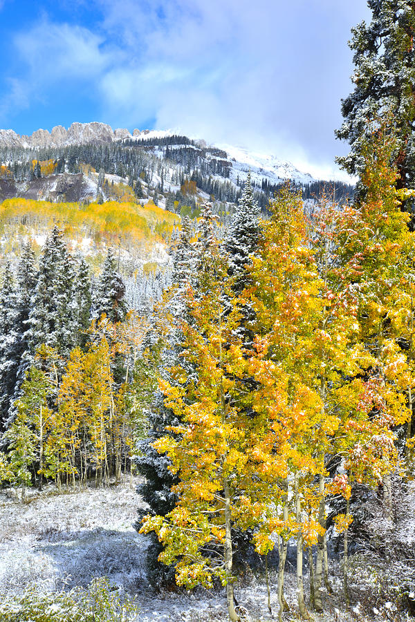 Kebler Pass Fall Colors Photograph by Ray Mathis